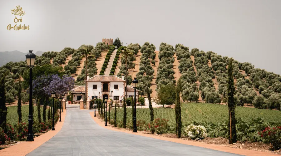 cata-aceite-oliva-finca