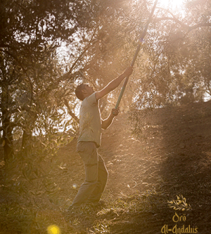 Recolección-de-la-Aceituna